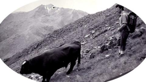 Bull on Five Sisters of Kintail Ridge