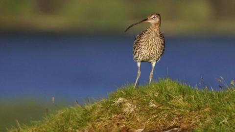 The eurasian curlew