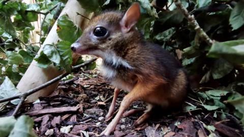 Baby mouse deer