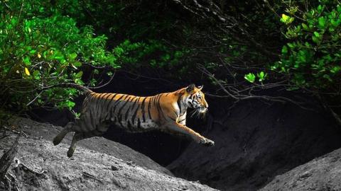 A Bengal tiger leaps across a creek in a mangrove forest in India