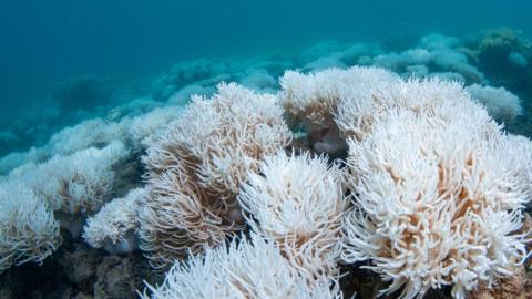Mass coral bleaching on the Great Barrier Reef