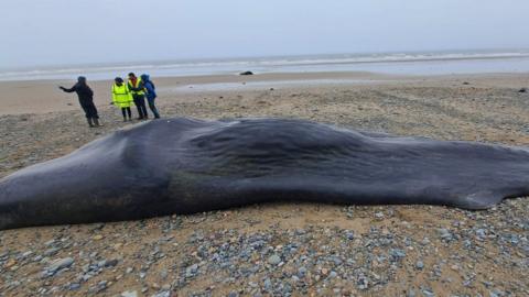 Dead whale washed up on beach