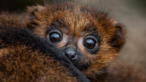 Red-bellied lemur baby