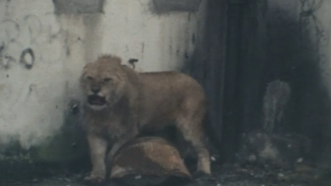 Monarch the lion escaped in Belfast in 1977