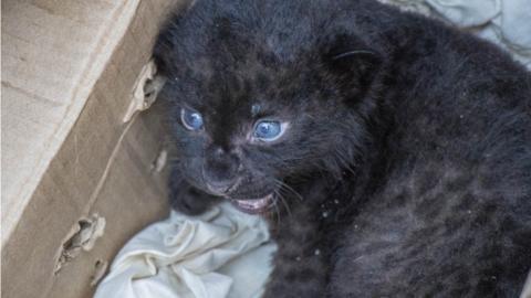 The leopard cub in the tea garden