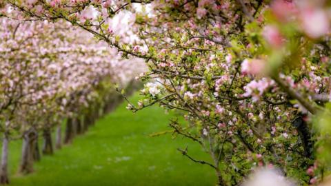 Blossom orchard rows