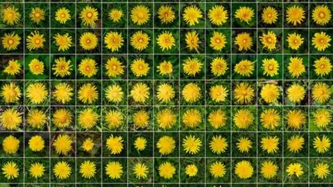 A collage of the dandelion images