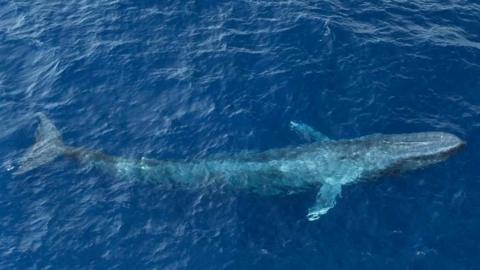 Blue whale off the Seychelles