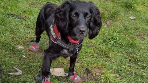 Ginny a fire investigation dog