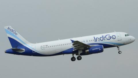 Indigo plabe