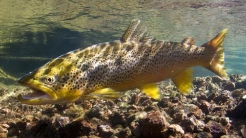 A brown trout swimming in a river