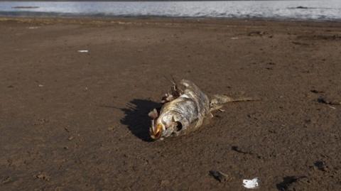 Dead fish on a dry bed