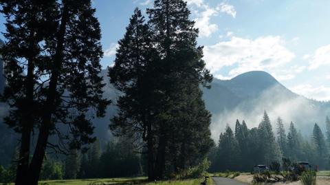 Trees in Yosemite National Park