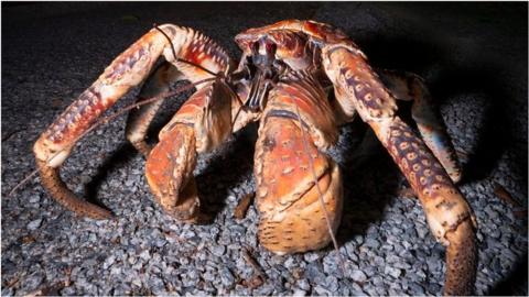 Large robber crab