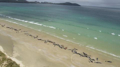 Stranded whales on a beach