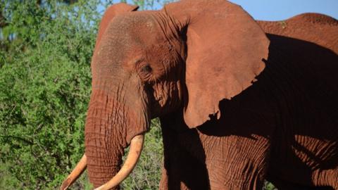 A female elephant pictured in Tsavo East national park in Kenya