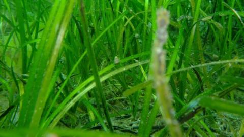 Sea Snail and eelgrass