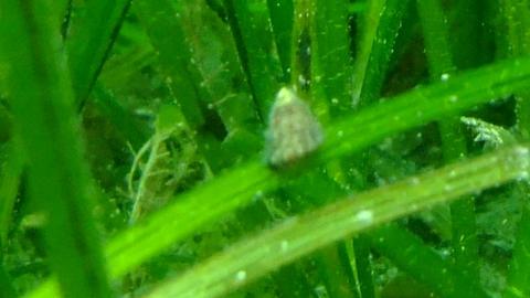 Grooved top shell snail on eelgrass