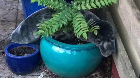 The seal splayed across a plant pot