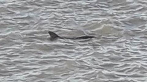 Dolphin at Knott End