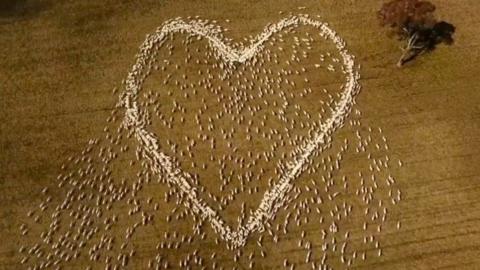 A heart made up of live sheep as seen from above