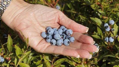 Wild blueberries