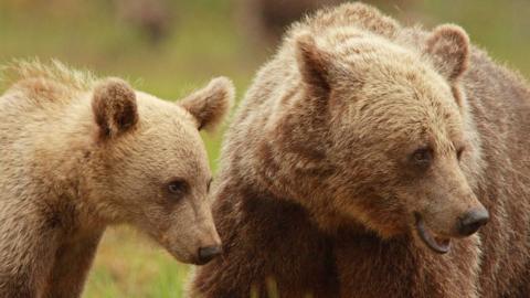 A female Scandinavian brown bear with her cub.