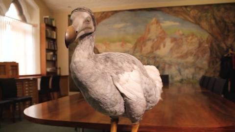 Display model of a dodo