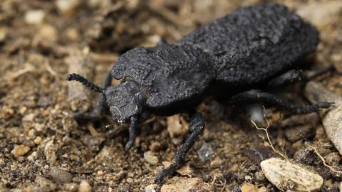 Diabolical ironclad beetle