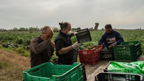 Spanish farmers harvest artichokes