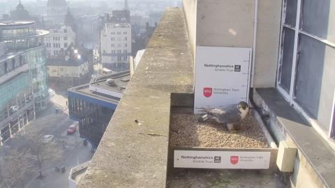 Peregrine guards eggs