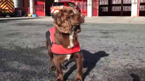 Reggie, a four-year-old Cocker Spaniel, has undertaken specialist training