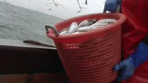 Fish in bucket