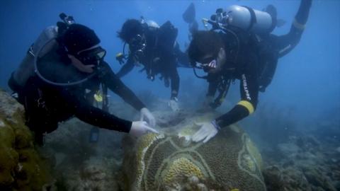 Coral Planting