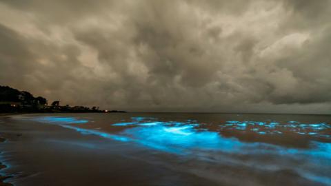 Bioluminescence spotted off Tasmania's Preservation Bay