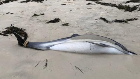 Dolphin on beach with rope around tail