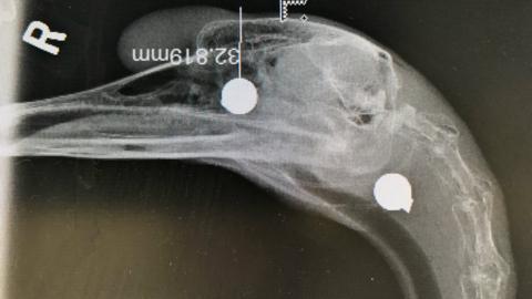 X-ray of shot swan