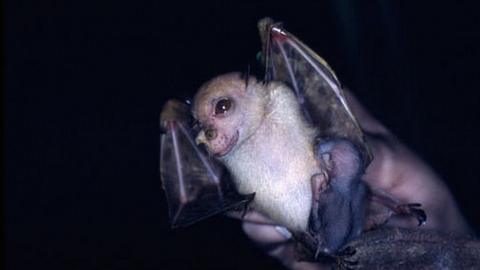New species of bat