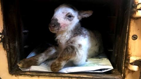 One of Ian O'Reilly's lamb in an Aga