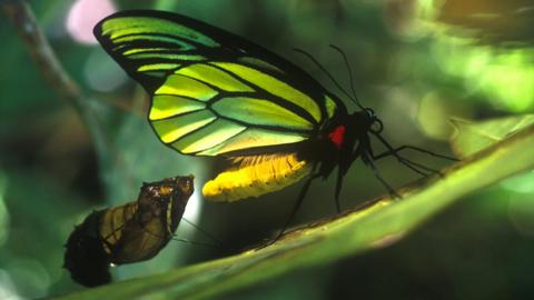 Queen Alexandra Birdwing butterfly