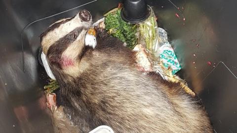 Badger in a bin