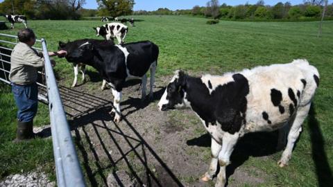 A farmer with cows