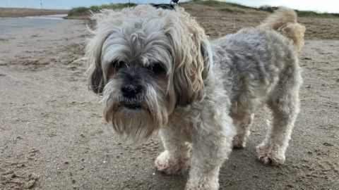 Dog on beach