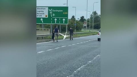 Cleveland police officers pursue a swan on the A66