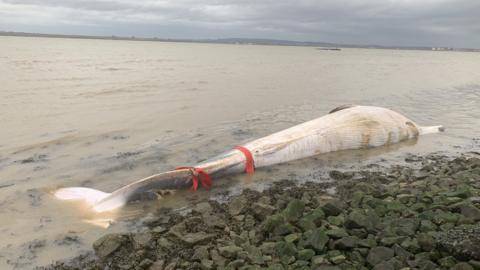A juvenile fin whale washed ashore in Kent.