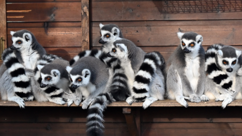 Lemurs at Dudley Zoo