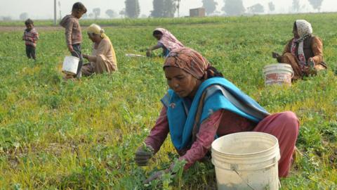 Collecting peas in Amritsar