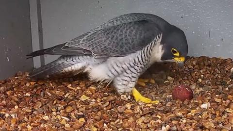 Peregrine falcon in its nest box on at Cromer parish church looking down at its egg