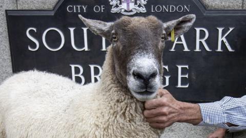 Sheep on Southwark Bridge