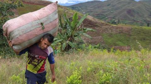 Colombian raspachin -coca leaf collector- Edison Tovar works at a coca field in the mountains of El Patia municipality, Cauca department, Colombia, on May 3, 2021